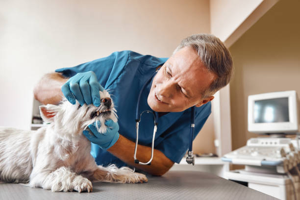 Best Emergency Dental Care for Broken or Chipped Teeth in Woodbury, NY